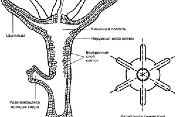 Магазины онион ссылки